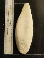 Cuttlefish Calcium,Tropical