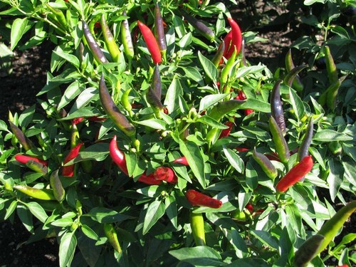 Pepper hot chilli - hot,