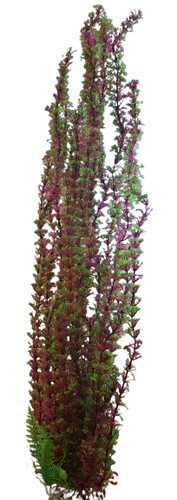 Jumbo bushy aquarium pond - jumbo,