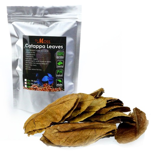 Catappa leaves indian almond - leaves,
