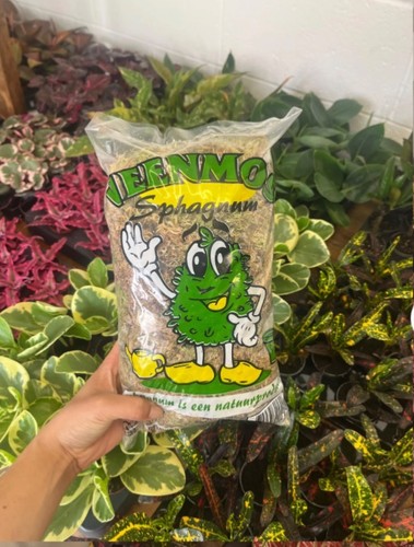Live sphagnum moss - sphagnum,