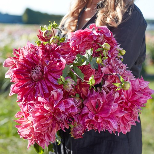 Dahlia tuber penhill dark - penhill,