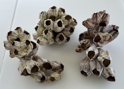Real barnacle shell - x,