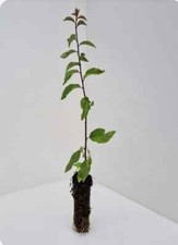 3 Blackthorn - Prunus spinosa