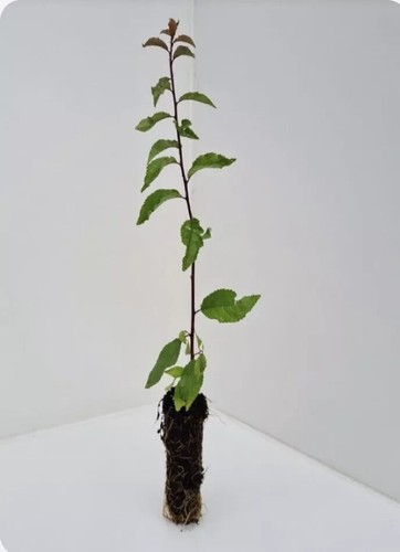 Blackthorn prunus spinosa - 10,