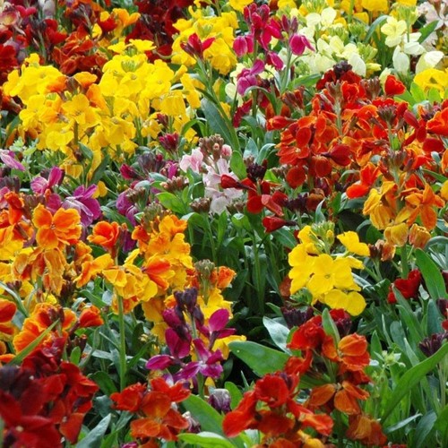Wallflower fair lady mixed - wallflower,