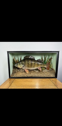 Taxidermy perch fish - perch,