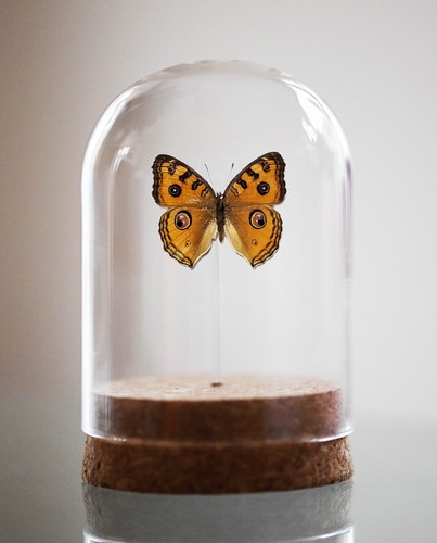 Peacock pansy junonia almana - pansy,,
