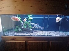 Jumbo Tiger Shovelnose Catfish