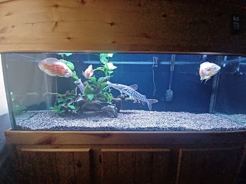 Jumbo tiger shovelnose catfish - shovelnose,