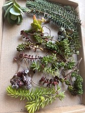 Mixed Rockery Terrarium Sedum