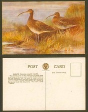 Roland Green Artist Signed, Curlew Birds - Numenius arquata arquata Old Postcard