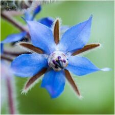 500 seeds Borage-Borado officinalis herb +4"FREE PLANT LABEL