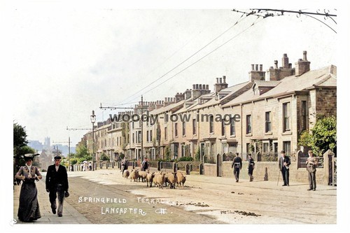 Ptc2517 lancs herding - ptc2517,