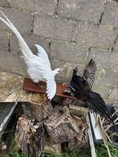 Taxidermy pheasant - taxidermy,