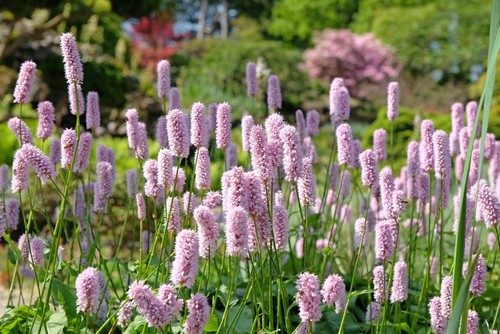 Persicaria bistorta common - persicaria, (common