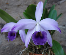 Lc. Gaskell-Pumila cattleya
