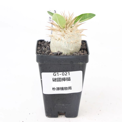 Rare pachypodium enigmaticum - rare,