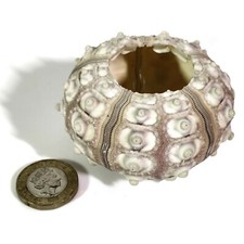 Extra Large Sea urchin Sputnik