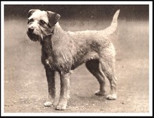 BORDER TERRIER LOVELY VINTAGE