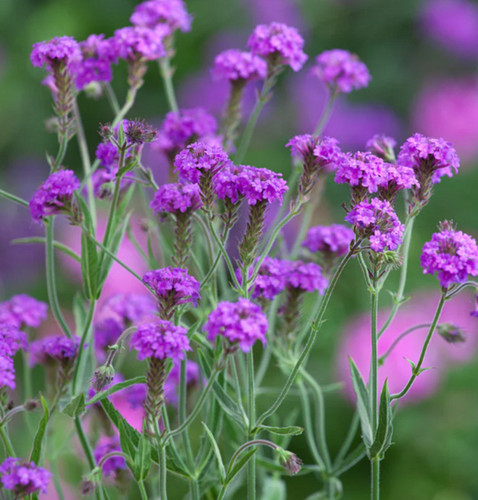 Verbena rigida hardy - 6,