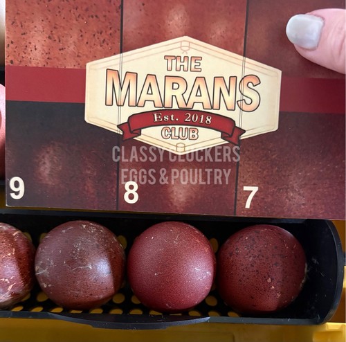 Dark black copper marans - black,