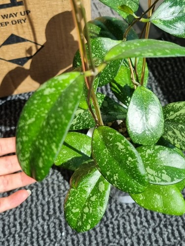 Hoya meena splash whole - splash,
