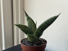 Sansevieria sindoro  hybrid