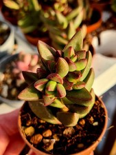 Crassula Benjamin | succulent