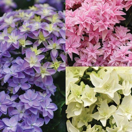 Hydrangea hardy flower double - hydrangea,