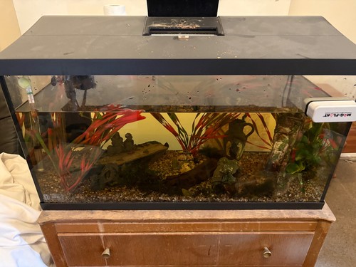 Fish tank fresh - fish,