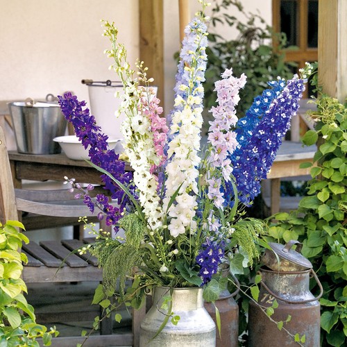 Delphinium larkspur pacific - larkspur,