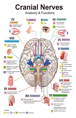 Cranial nerves anatomy - cranial, &