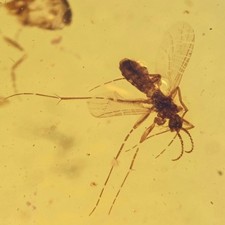 Chironomidae: (Midge). Genuine