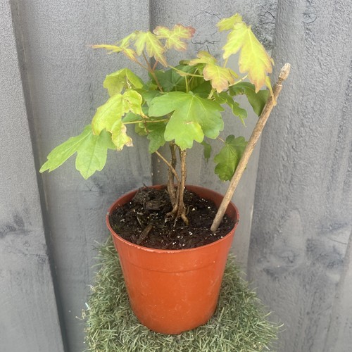 Field maple saplings - 5,