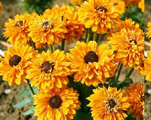Plug plants rudbeckia - plug,