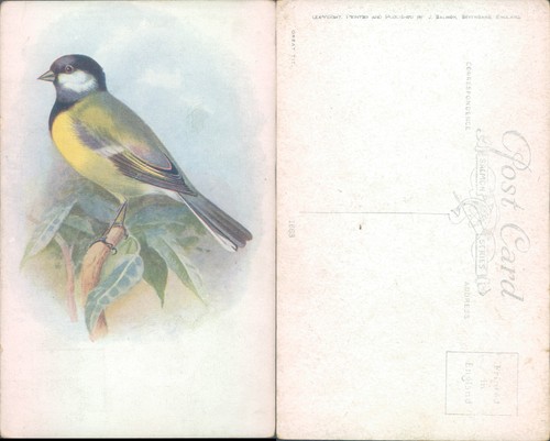 Bird illustration salmon - illustration, j