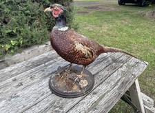 Pheasant Taxidermy Stuffed Mount Antique Vintage Collection