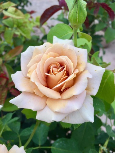 Pre order julia rose - order,