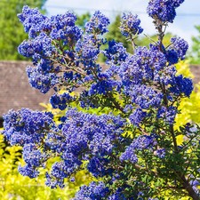 Ceanothus Dark Star California Lilac Spreading Evergreen Outdoor Flowering Shrub