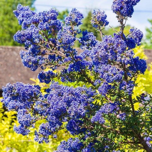 Ceanothus dark star california - dark,