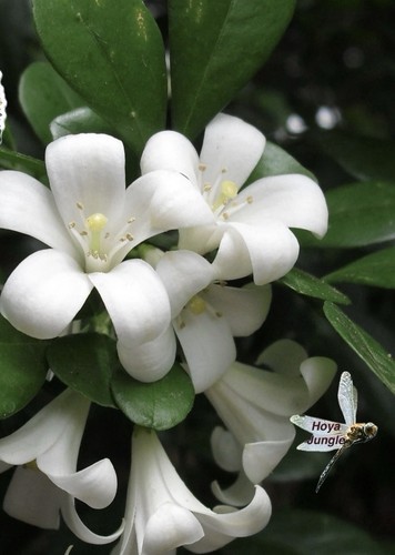 Murraya paniculata small - murraya,