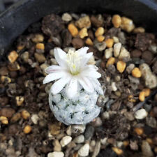1CM Succulent Cactus Plant