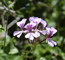 Pelargonium peltatum, 5 seeds, Rare Pure Wild Form