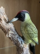 Vivid Arts - Green Woodpecker