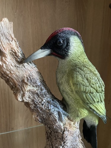 Vivid arts green woodpecker - vivid,