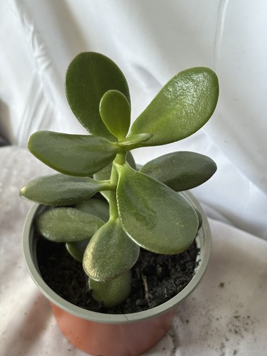 Jade money plants - jade,