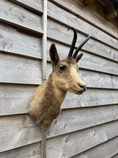 Antique Taxidermy Chamois By