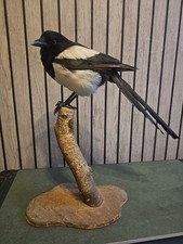 Taxidermy Magpie On Branch
