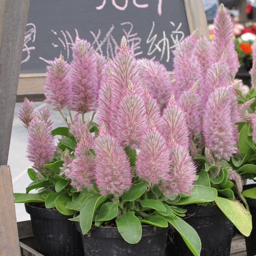 Ptilotus exaltatus joey - ptilotus,